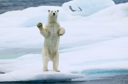 [Waving-polar-bear-in-Arctic-greeting-2-500x329%255B4%255D.jpg]