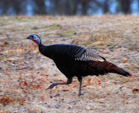 11-7-2013 birding is fun turkey-kab