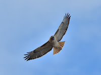 DSC_7459.jpg