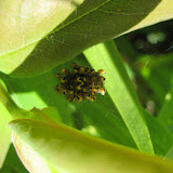 Araneus spiderlings - huddled in a ball for safety