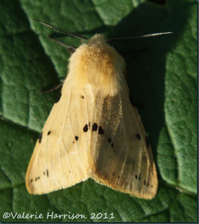 buff-ermine (2) buff-ermine (2)