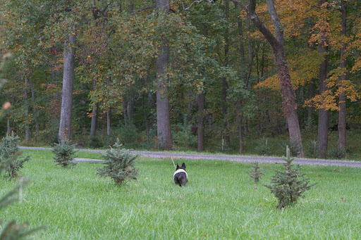 And now I'm off to the last row of blue spruce, another excellent holiday choice. Ranging in color from bluish green to blue, this tree has extremely sturdy branches to hold all of your ornaments! And now I'm off to the last row of blue spruce, another excellent holiday choice. Ranging in color from bluish green to blue, this tree has extremely sturdy branches to hold all of your ornaments!