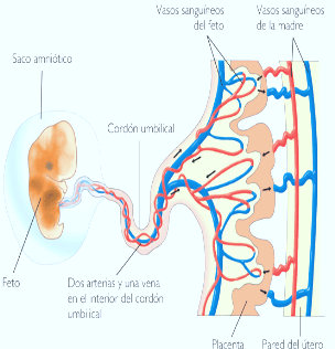 placenta