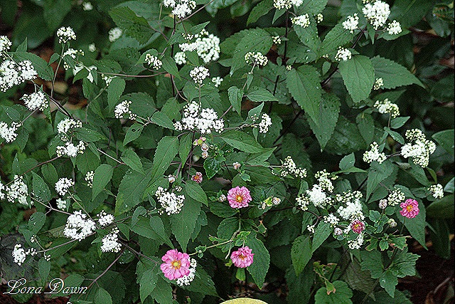 [Anemone_JoePye%255B9%255D.jpg]