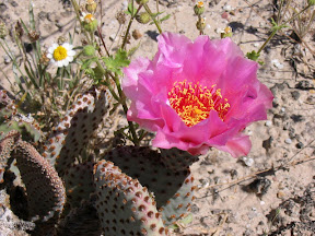 Prickly Pear or Beaver tail bloom