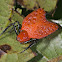 Red Crab Orbweaver