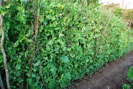 [ervilhas%2520DSC_0127DSC_015117%255B5%255D.jpg]