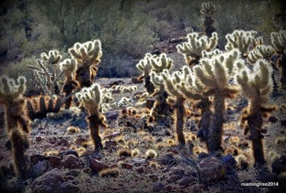 Cholla Field