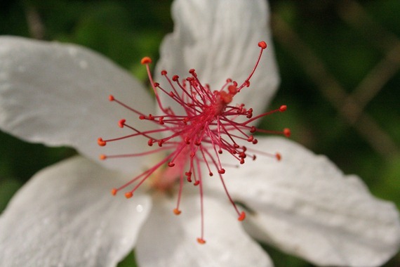 FlowerCloseUp