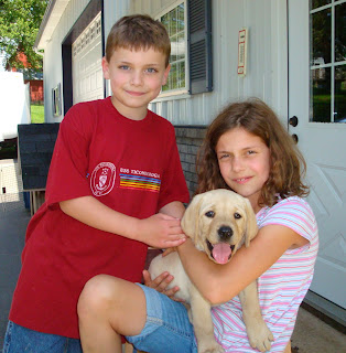 "Bear" with his new sister and brother.
Shiner - Spencer litter
