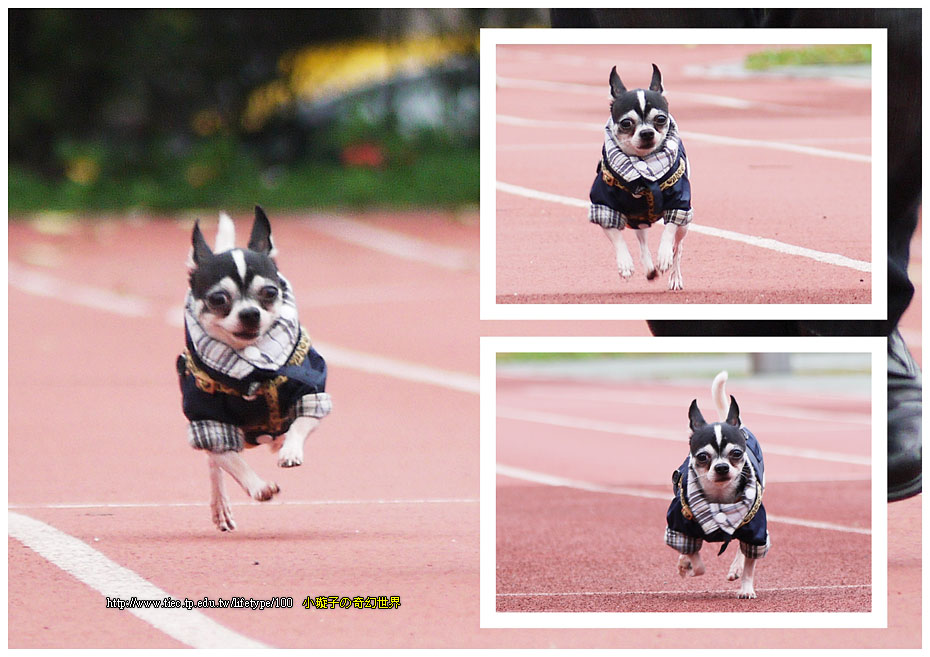 dog-fly02.jpg