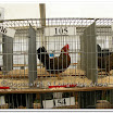 Poultry 005.jpg