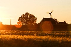 Summer-Barley-11
