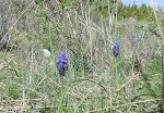Muscari en grappes
