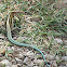 Ground Lizard