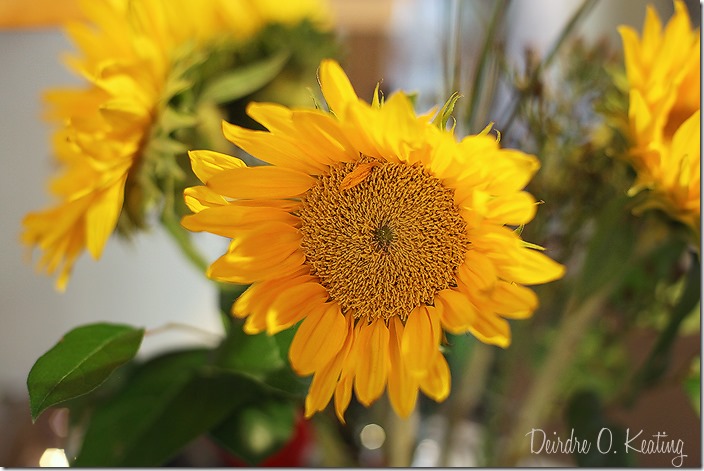 web2013sunflower web2013sunflower