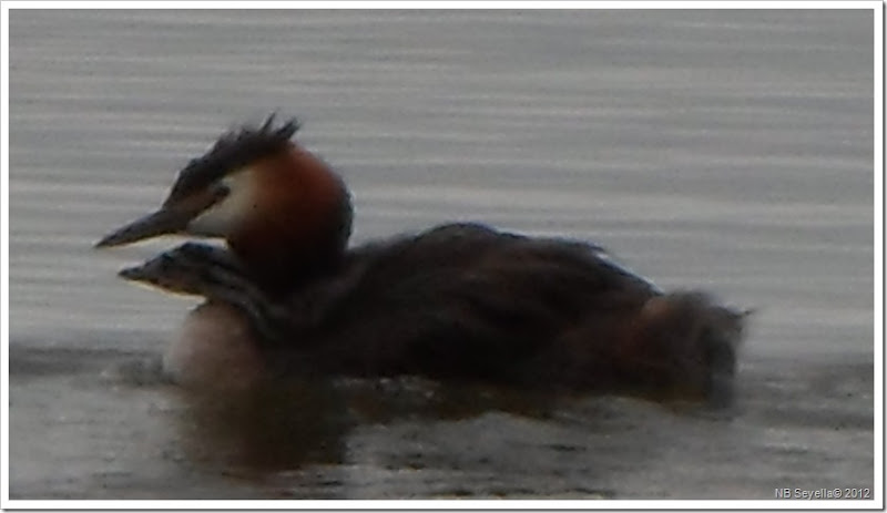 SAM_1642 Grebes SAM_1642 Grebes