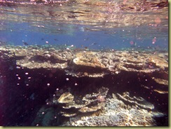 Coral Plates near surface