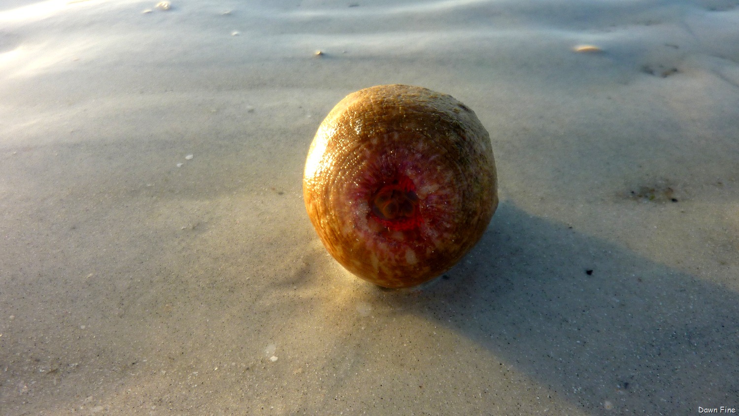 [morning-sanibel_03814.jpg]