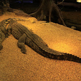 Im Aquarium in Skansen. Stockholm - 3 Tag 246.jpg