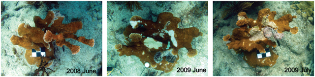 Images of white pox affected A. palmata at Looe Key, from June 2008, to June 2009, to July 2009 (left to right), show colony growth and partial mortality. Scales bars are 3 cm on a side or 3 cm in diameter. JW Porter and MK Meyers, from Sutherland, et al., 2011