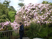 Rhododendrons