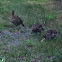 Quail