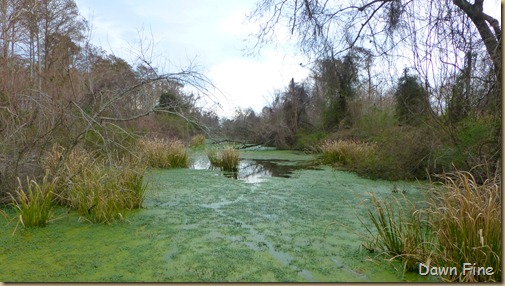 Mattamuskeet NWR_056