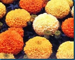 african marigold