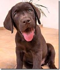 labrador chocolate