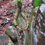 Pitcher plant