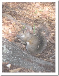 Florida vacation at condo squirrel I was feeding bread4