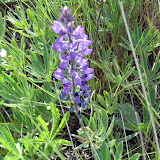 Lupine, a ubiquitous Missoula wildflower.
