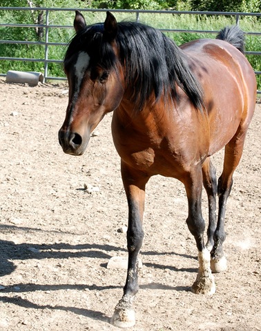 [horses2011292.jpg]
