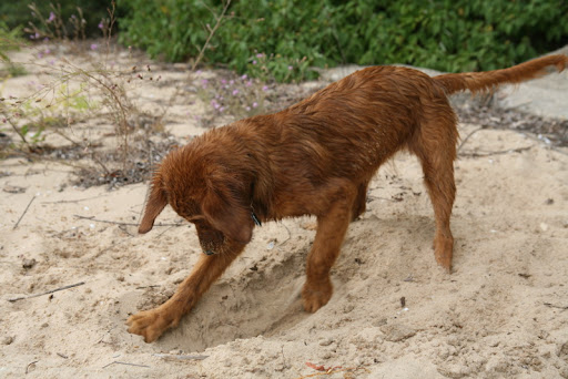 Eva is determined to find buried treasure...or a bone...same thing! Photo by Paul Morse