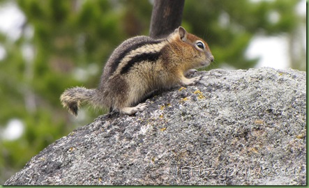 ChipmunkOn ObsidianBoulder ChipmunkOn ObsidianBoulder