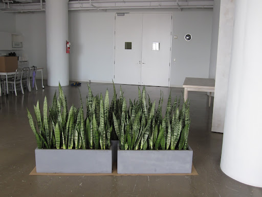 Here it is planted in one of the photos studios. I love it! Here it is planted in one of the photos studios. I love it!
