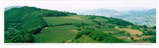 colline vino lessini durello colline vino lessini durello