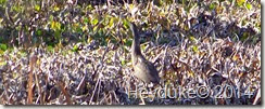 American Bittern