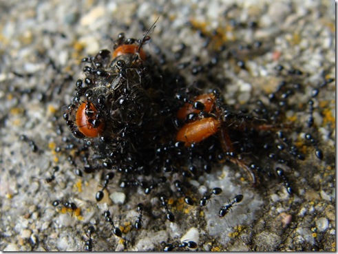 cicada head and ants