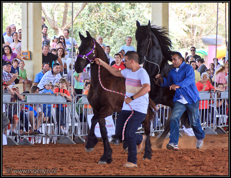 il/Фото: Stallion Show 2011 (20110416 stllion show 111 2509)