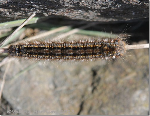 22-drinker-moth-caterpillar