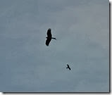 red kite Wales Feb 2014 (1) red kite Wales Feb 2014 (1)
