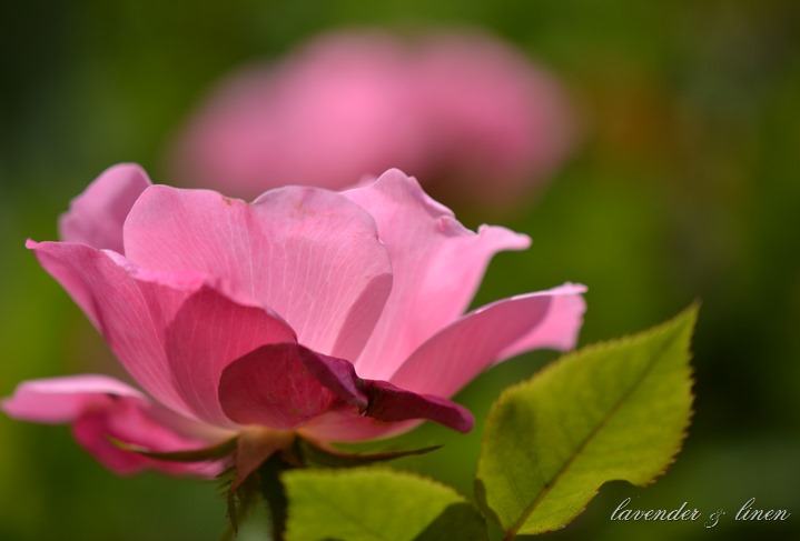DSC_0006 DSC_0006