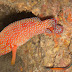 Red Grouper - Photo (c) DavidR.808, some rights reserved (CC BY-NC-SA)