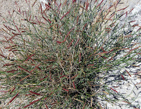 Need to look up the name of this unique desert plant.