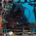 Frogfish and diver (Secret Bay, North Bali)
