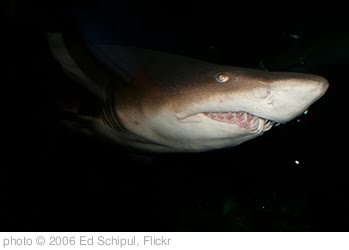 'shark' photo (c) 2006, Ed Schipul - license: http://creativecommons.org/licenses/by-sa/2.0/