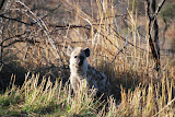 A young hyena... surprisingly not nearly as creepy as an adult hyena. Transition to Madagascar - 045.jpg