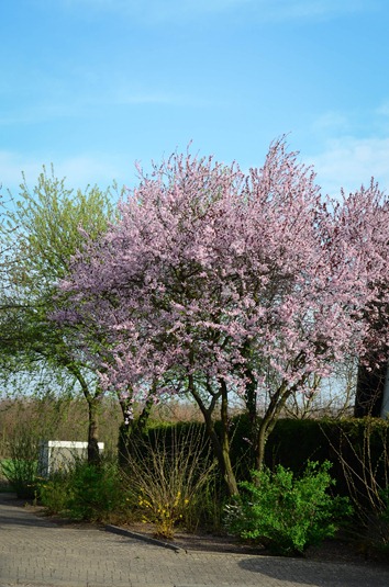 [spring%2520walk5%255B4%255D.jpg]